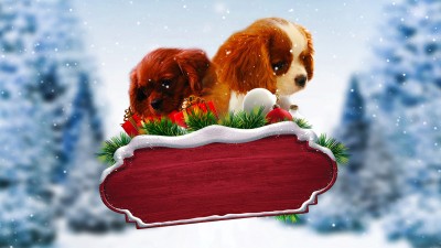 Quà Giáng Sinh Bất Ngờ Project: Puppies for Christmas