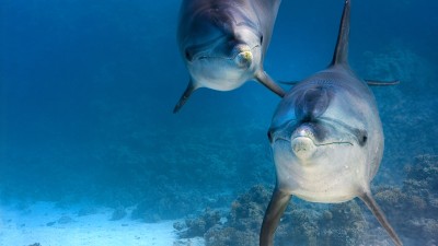 Rạn San Hô Cá Heo Dolphin Reef